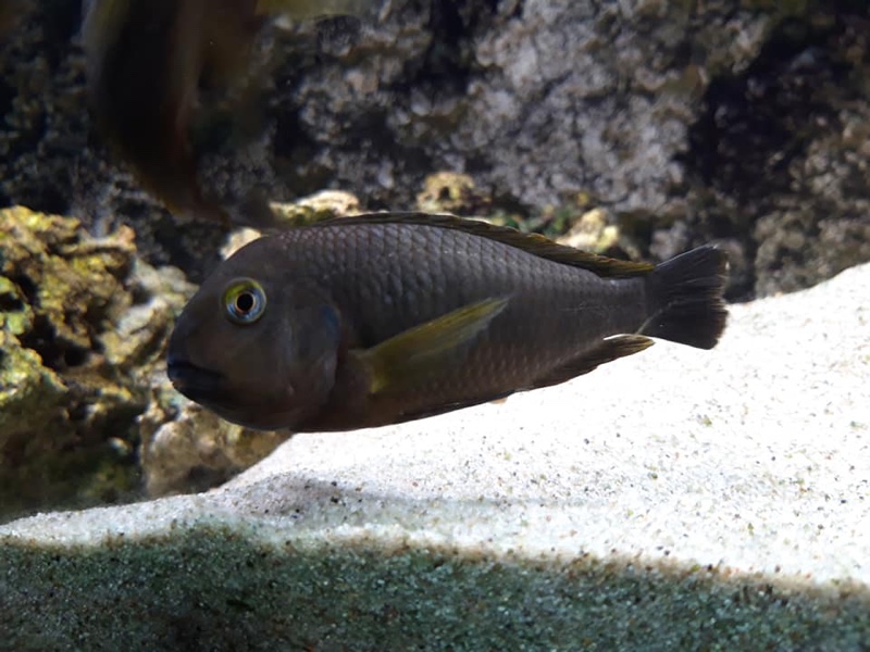 Tropheus sp. 'lukuga' Kalemie